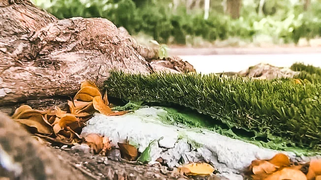 Many_Want_Fake_Grass_in_Brickell_Gone.jpg