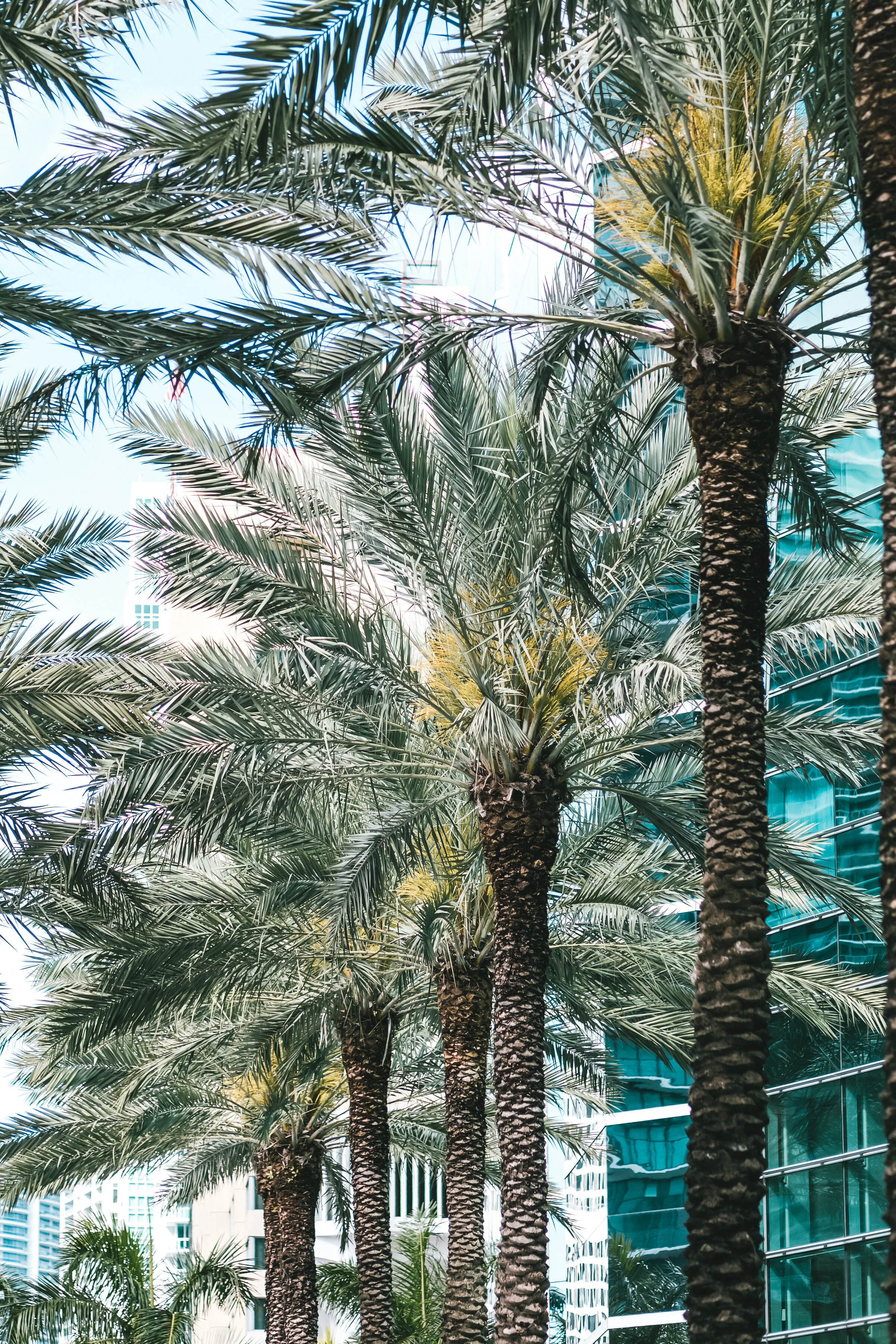 Urban Core Issues Virtual Town Hall Meeting: State &amp; Local Officials Edition