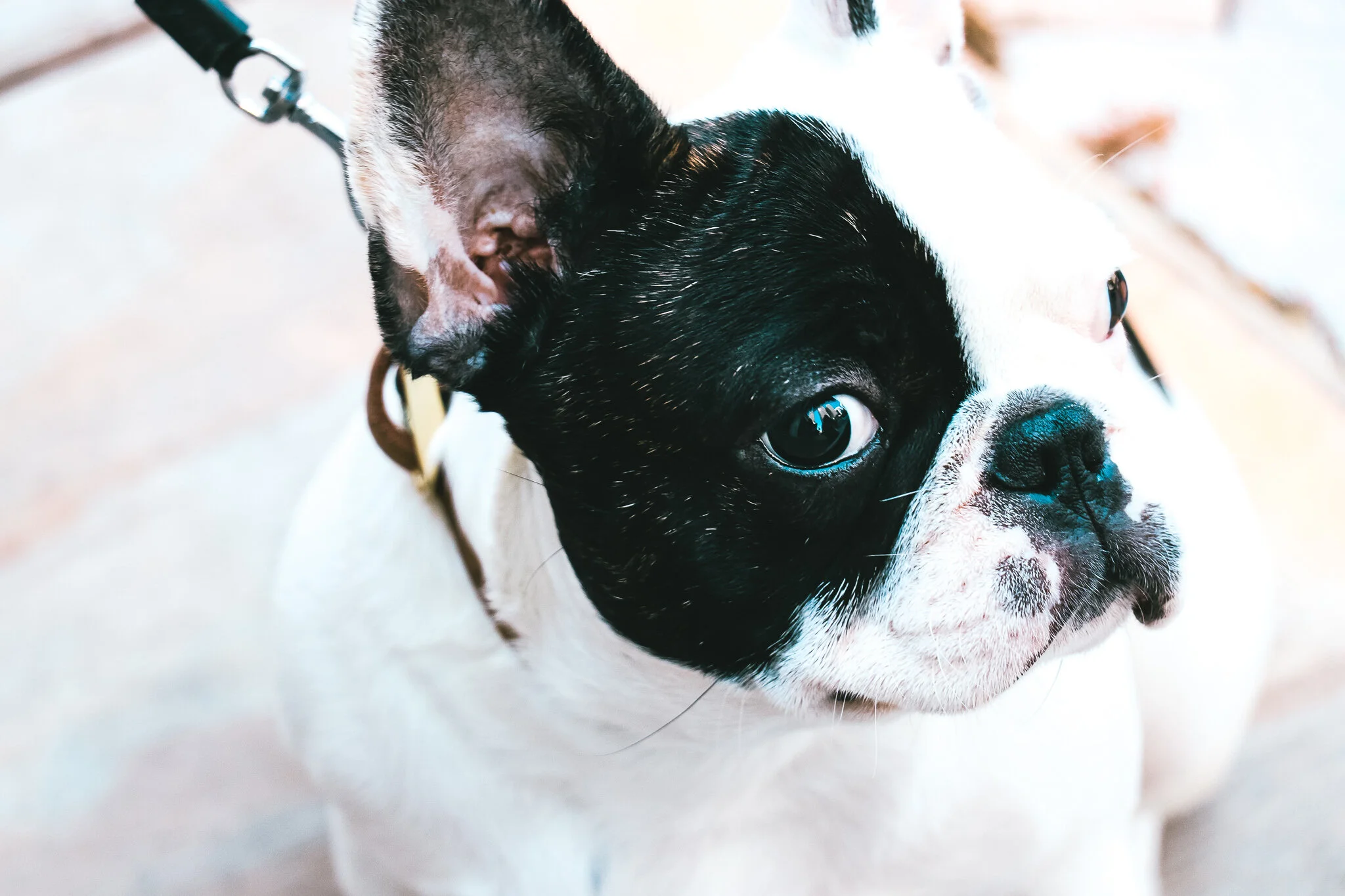 Legislative Update on Emotional Support Animals  