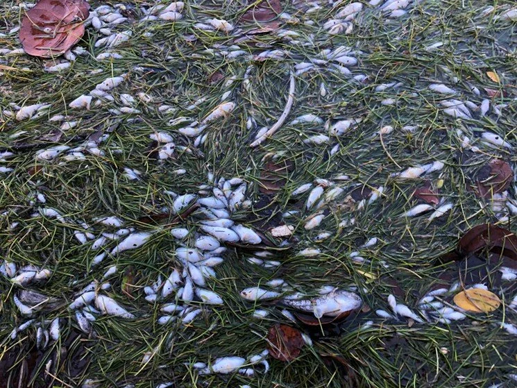 Fish Kill &amp; A Call to Action