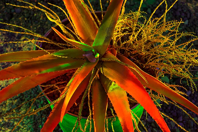 CICHOCKI_BLACK_LIGHT_670.jpg