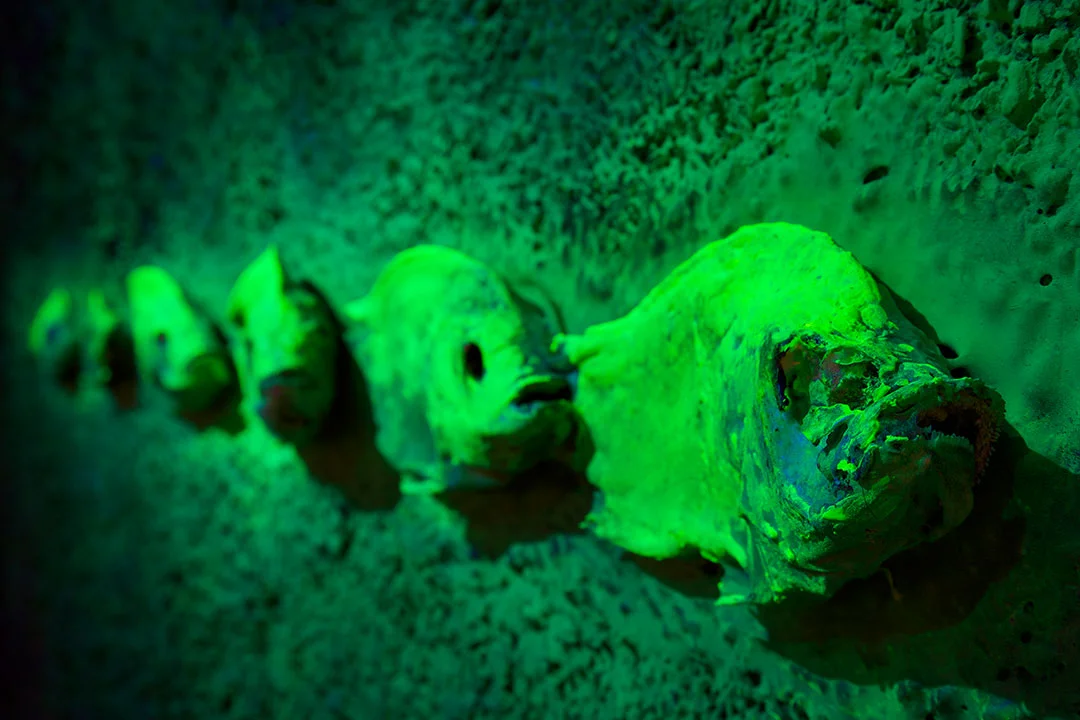 CYCLE_IN_CYCLE_RADIOACTIVE_TRANSFER_o.jpg