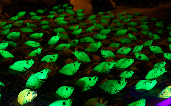 MANY_FISH.jpg