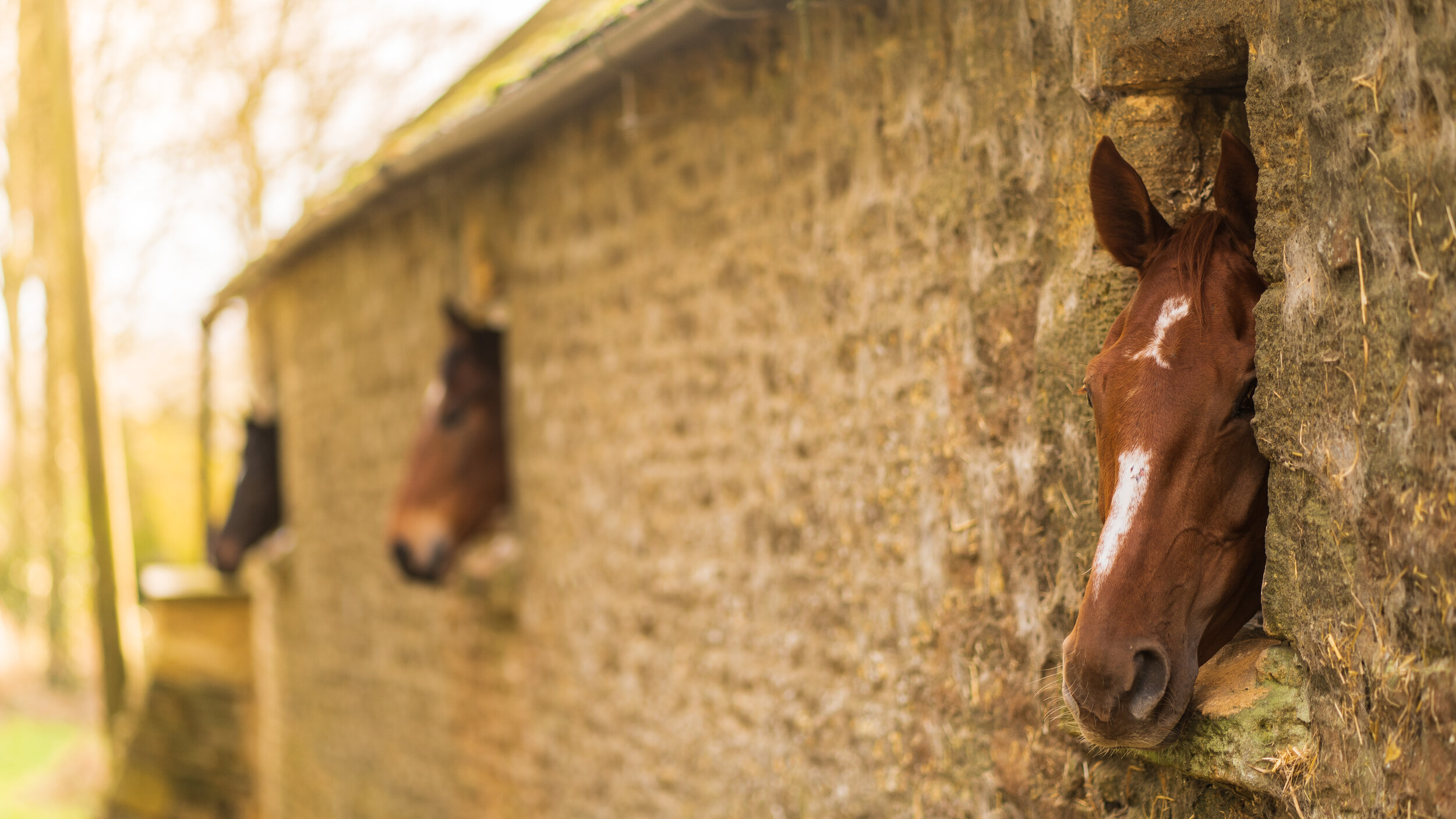 Cotswolds