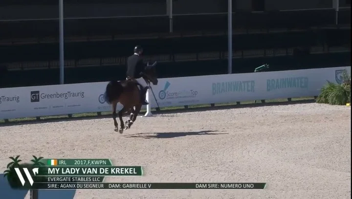 Back in Florida and off to a flying start ✈️☀️ with Philip &amp; Lady 🐞 in 1st🥇and Nayel &amp; Dorado 👻 in 3rd in the CSI3* 1.45m Power &amp; Speed!