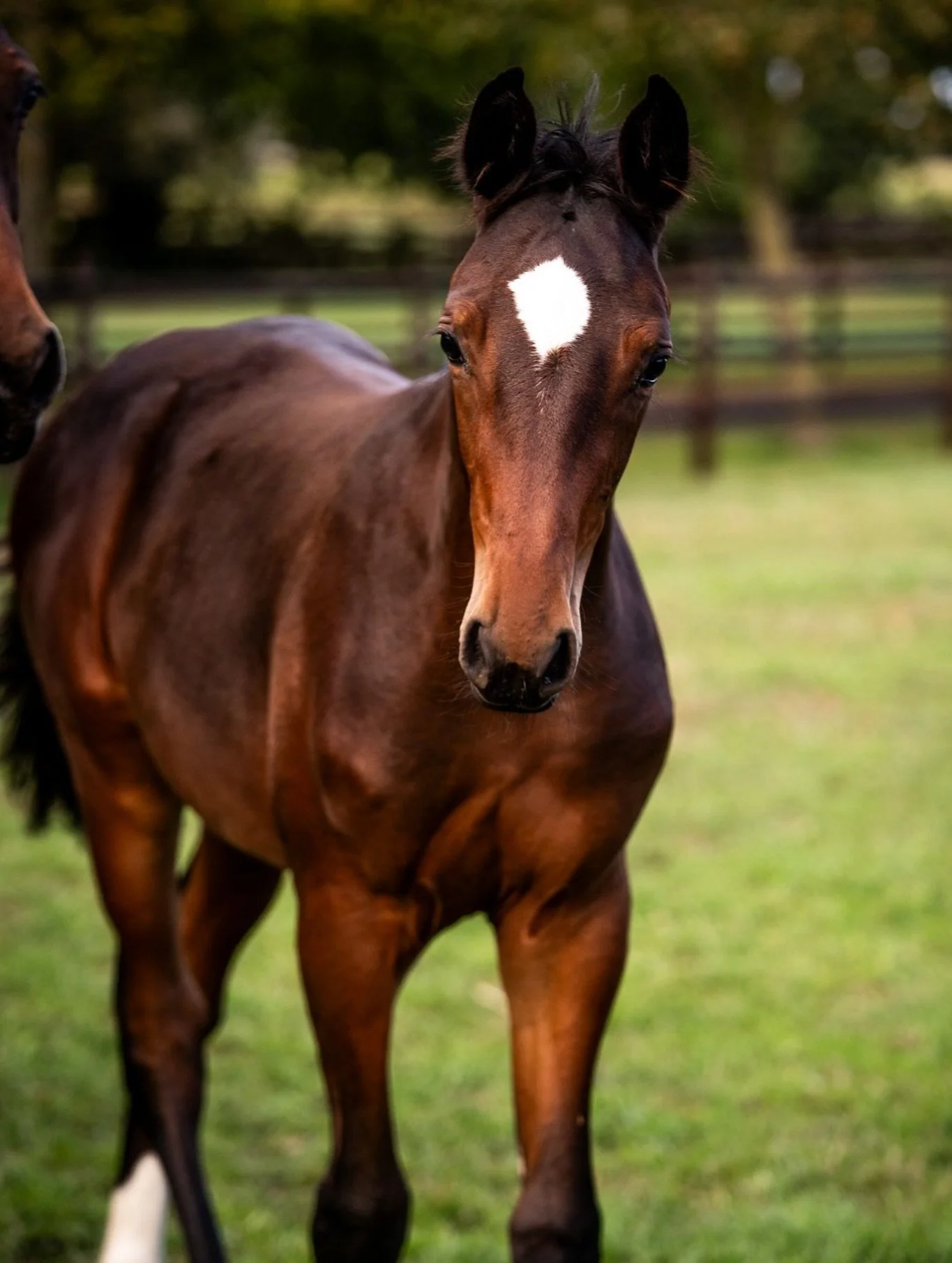 We are excited and honored to have our homebred Dream Shake ES Z 💕(Dominator 2000 Z x Mr. Blue) presented at the Zangersheide foal auction this week! We can&rsquo;t wait to see who will take him home! 🐴💙