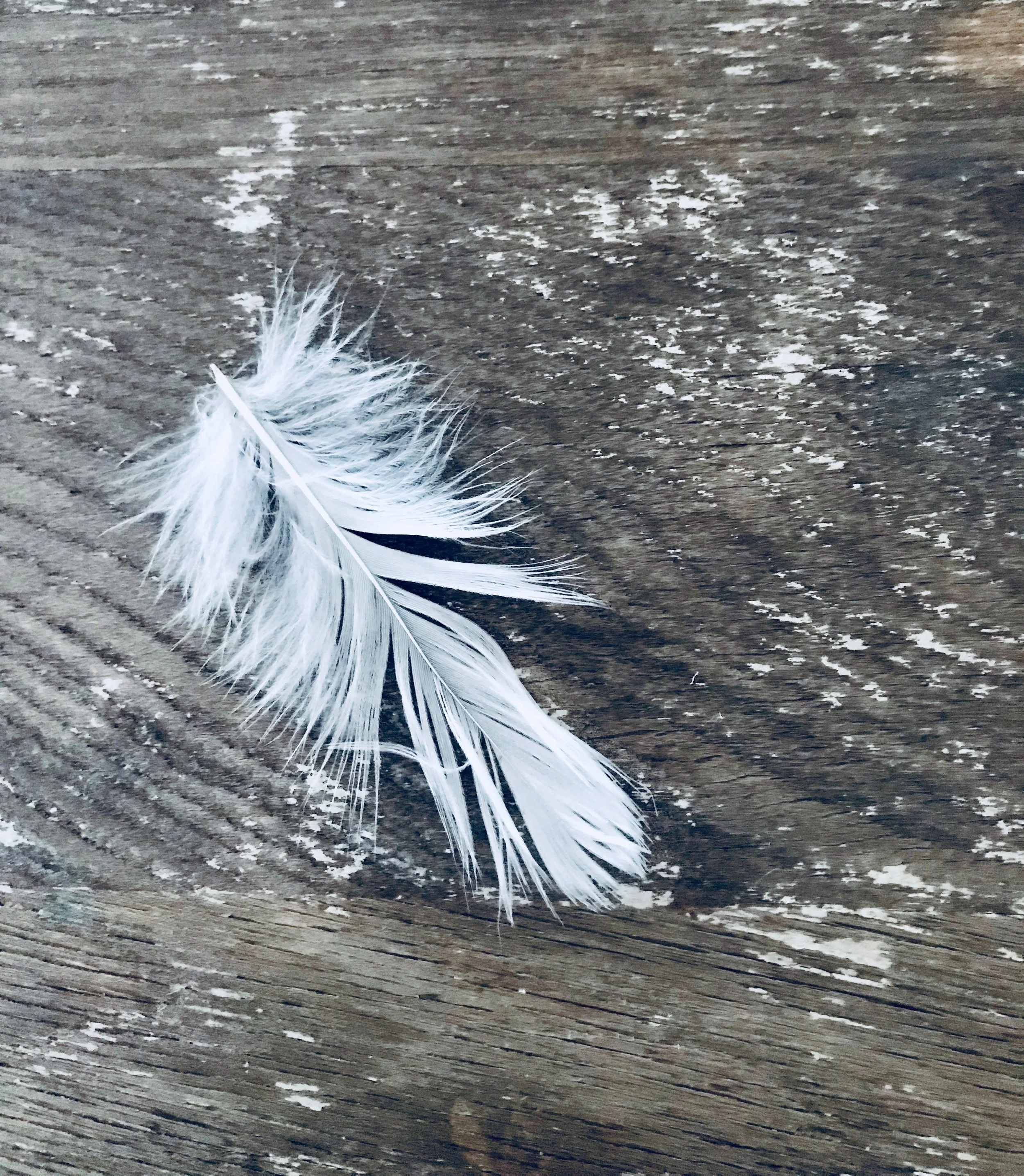 table-feather.jpeg