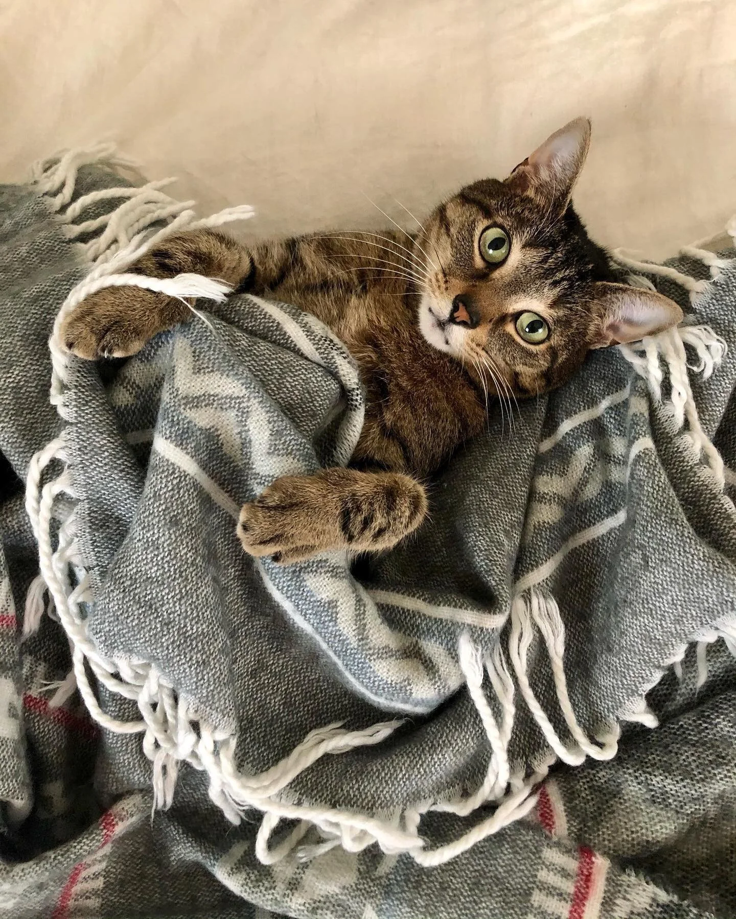 Belle appreciation post! Truly the best quarantine and work from home buddy a girl could ask for. One day, I will go back to an office (🤞🏼) but until then let the cuddles and extended play time continue! The bestest fur baby and floof princess of a