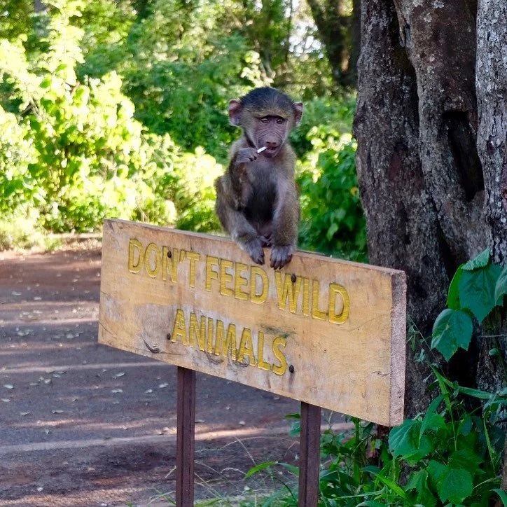 Throwback because who knows when i'll be able to travel and see cool ass monkeys in the wild again 😪🐒