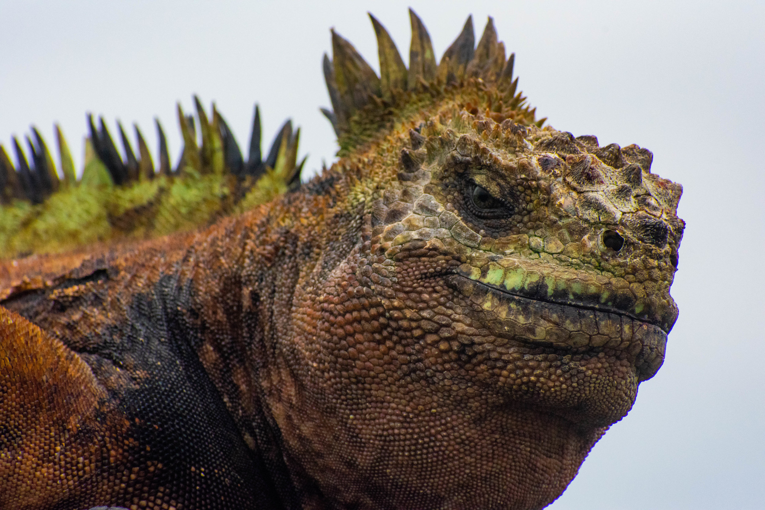 Marine Iguana.jpg