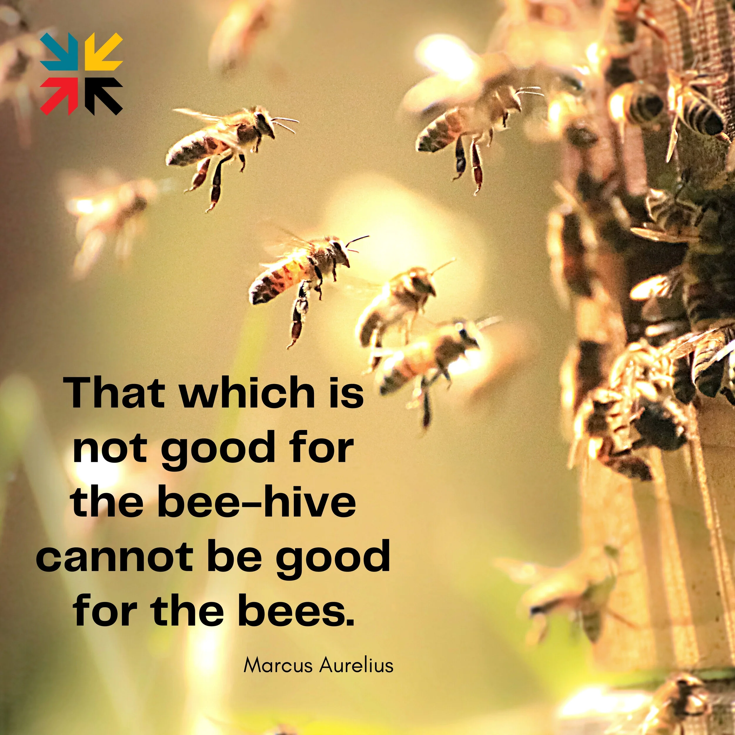 The beehive and the bee