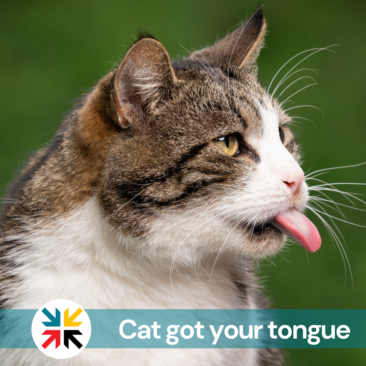 Cat got your tongue