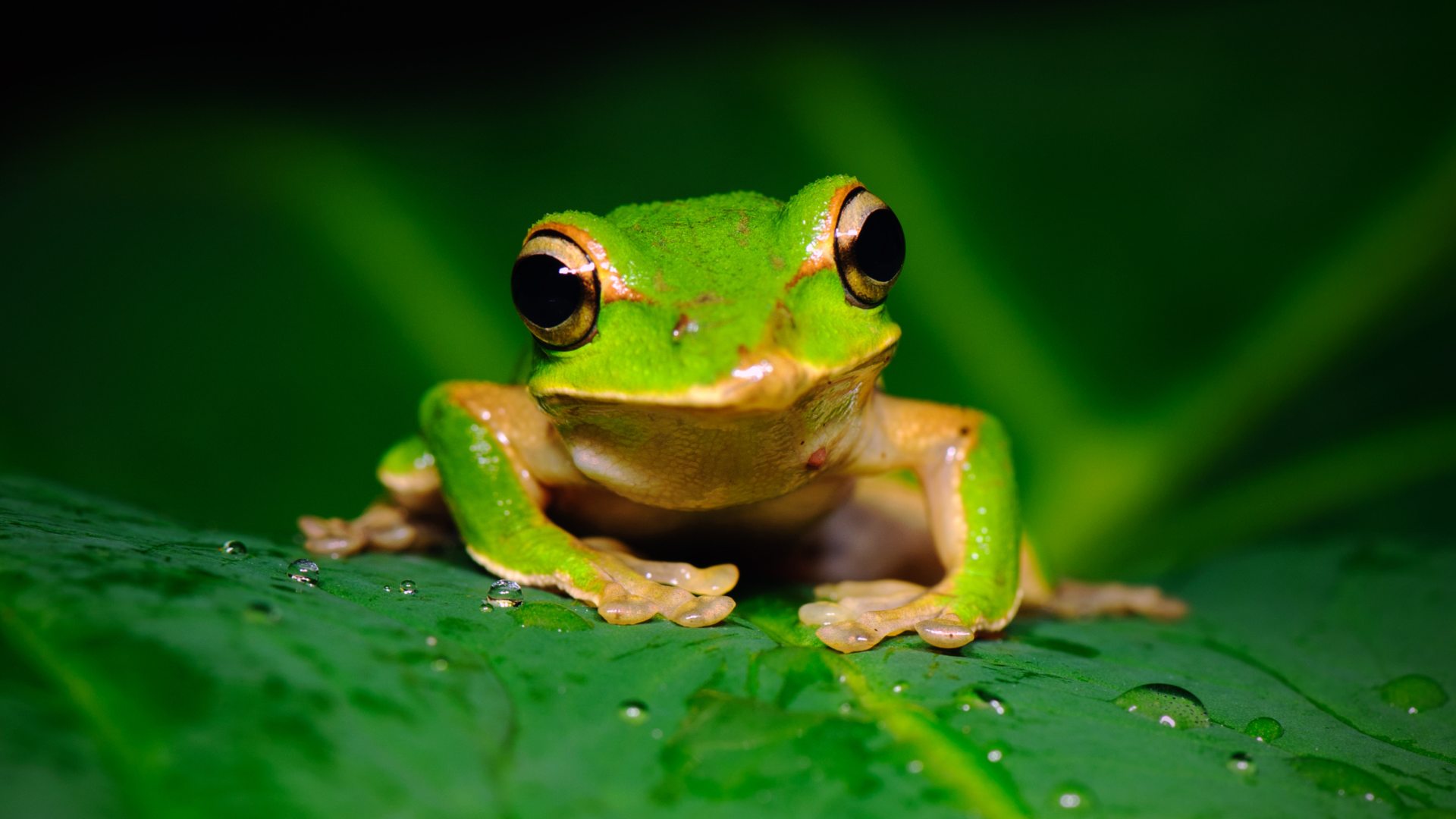 Un-boil the frog: turn the heat down and productivity up at work.