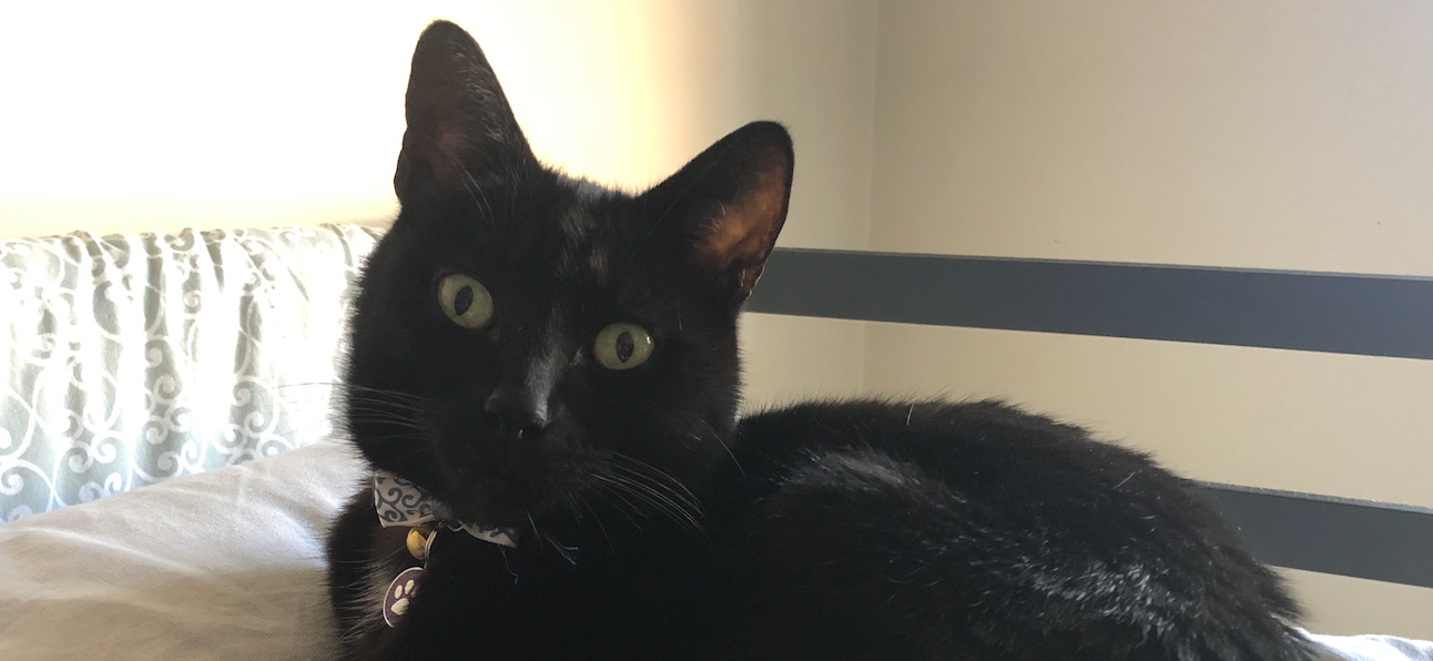 Accommodating Mr Spooks
