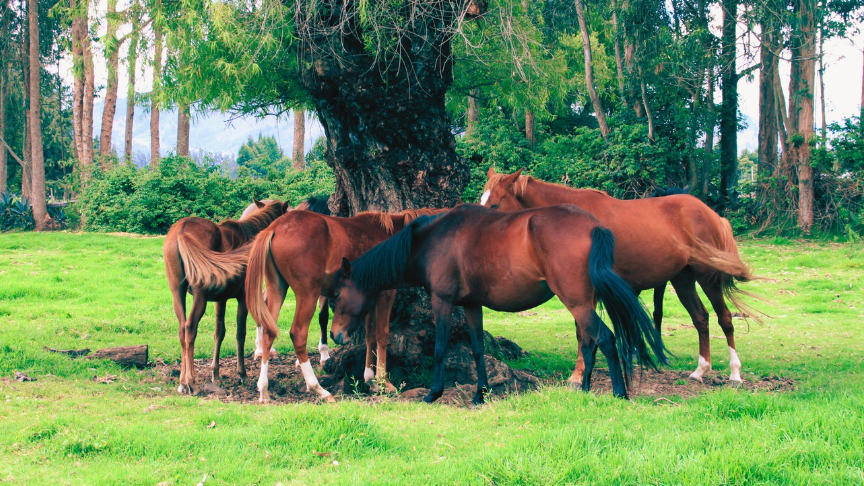 The Daily Stand-Up: Horse Edition
