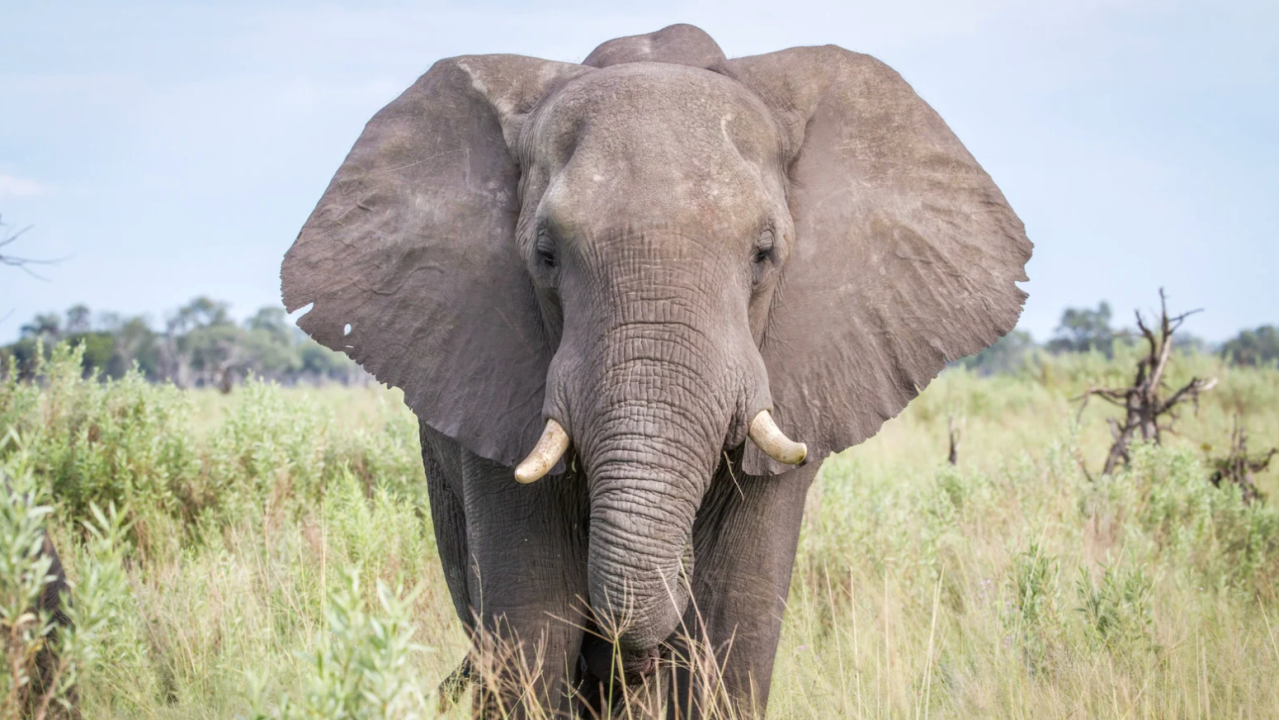 Reverse-Engineering an Elephant