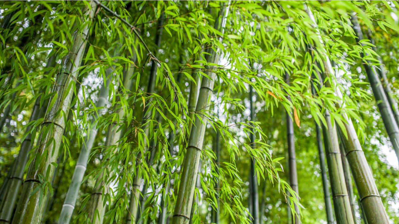Running Bamboo, Clumping Humans