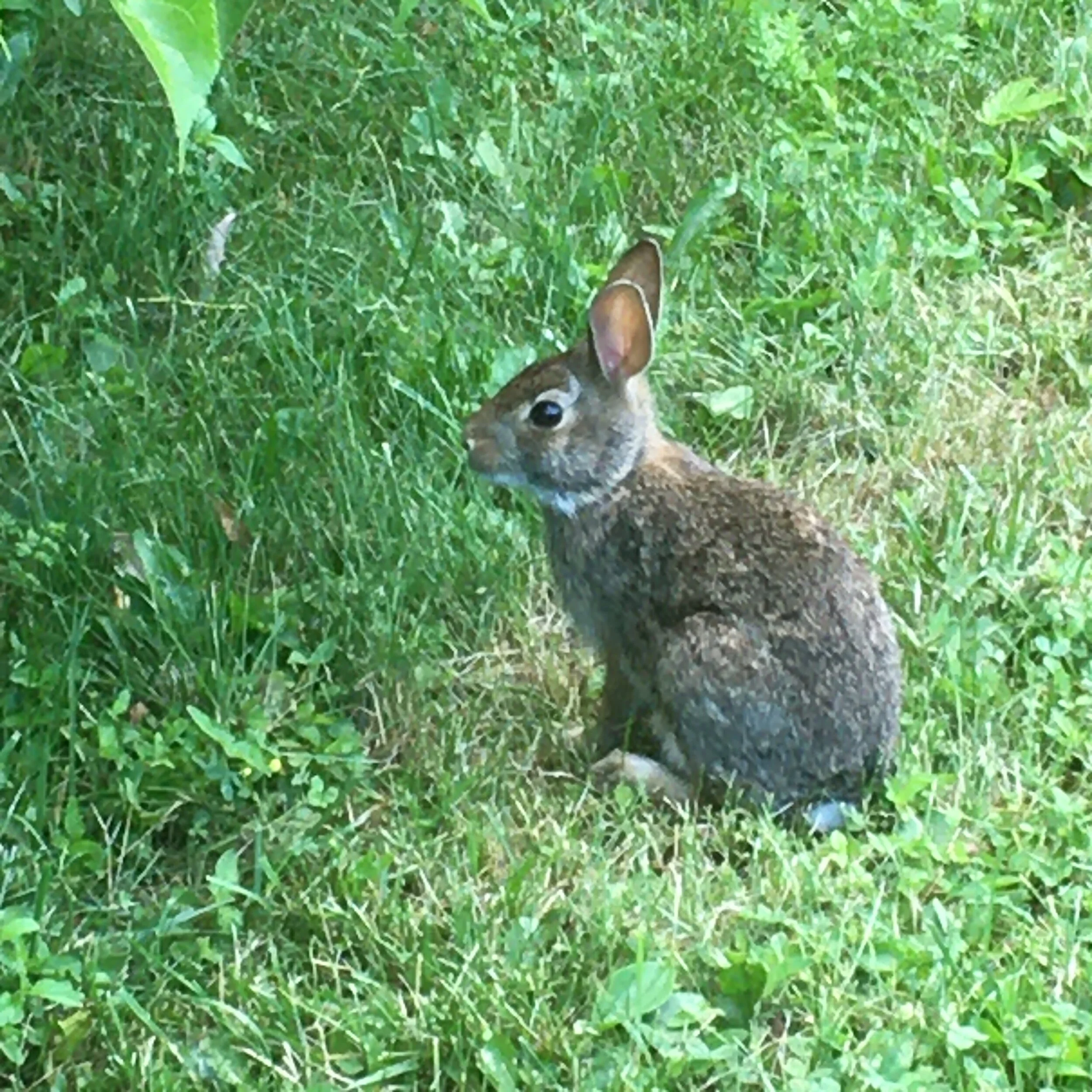 Kanyen'kehà:ka; July 19 2020