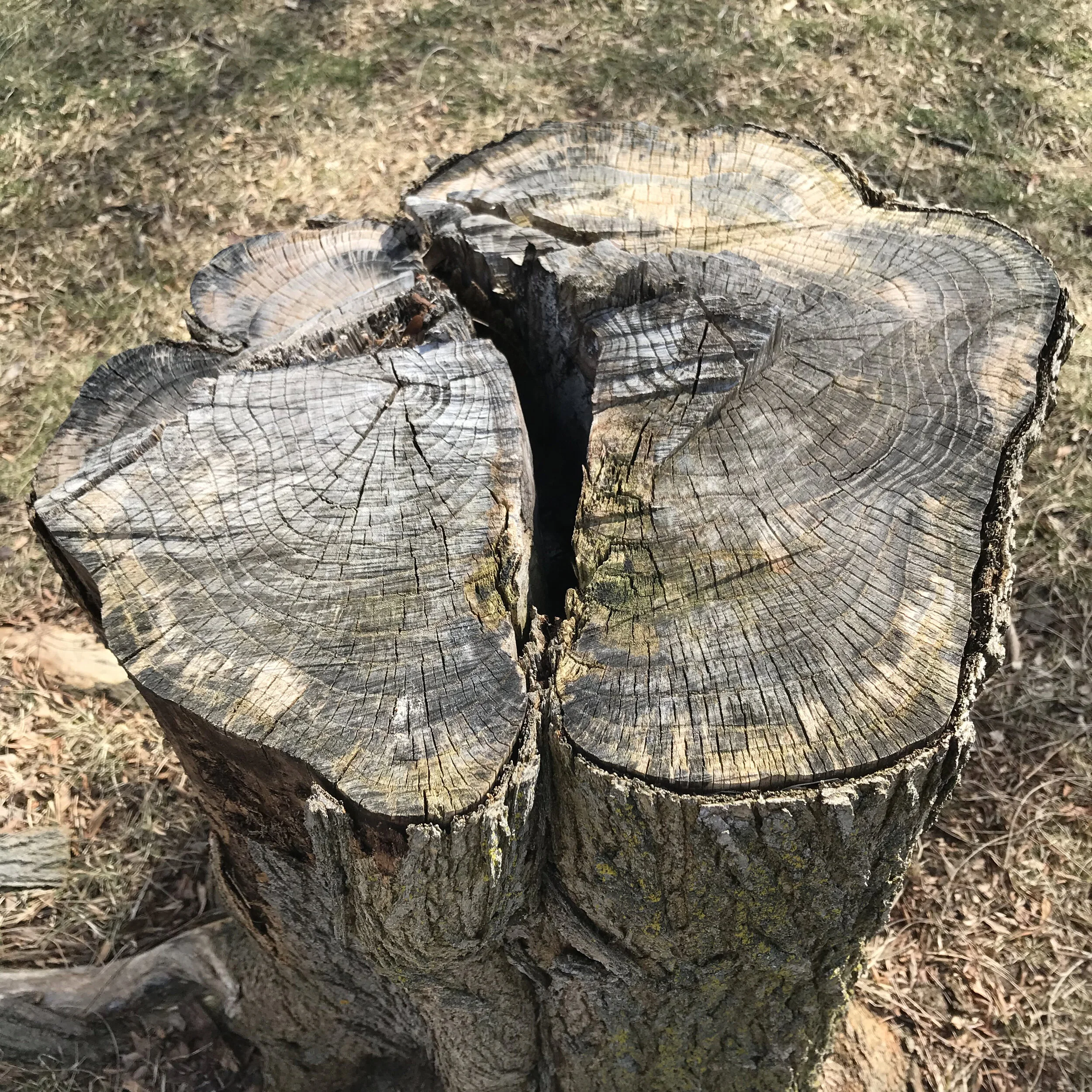 Disability, Publishing, and Canada; March 12 2021