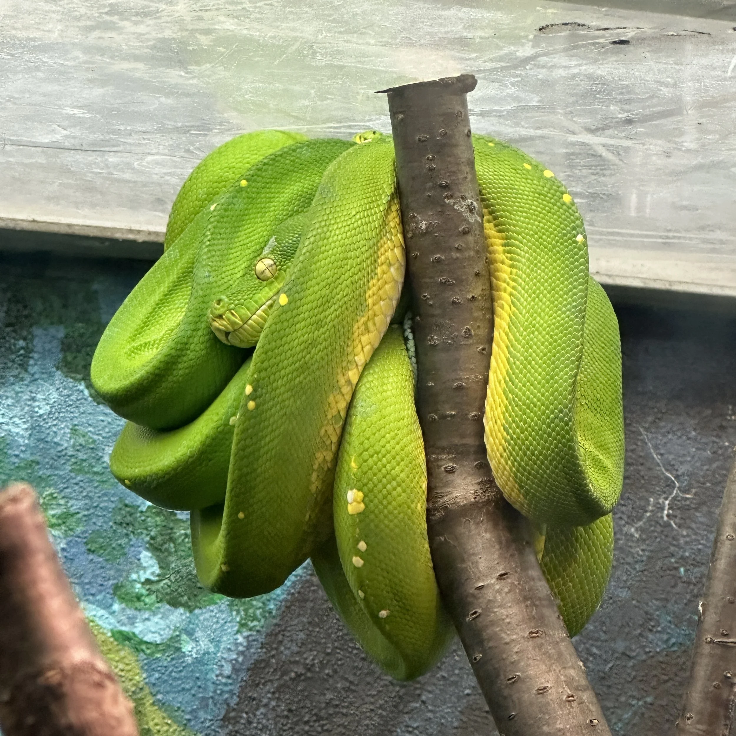 Top Surgery; May 29 2023