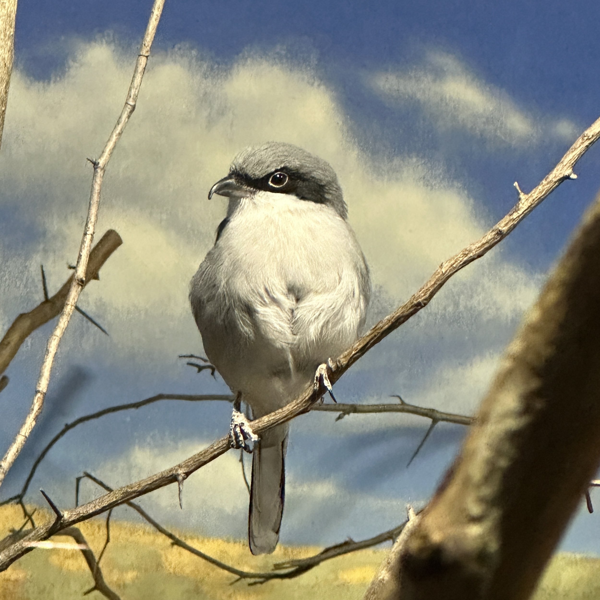 Sprains and Strains; July 3 2023