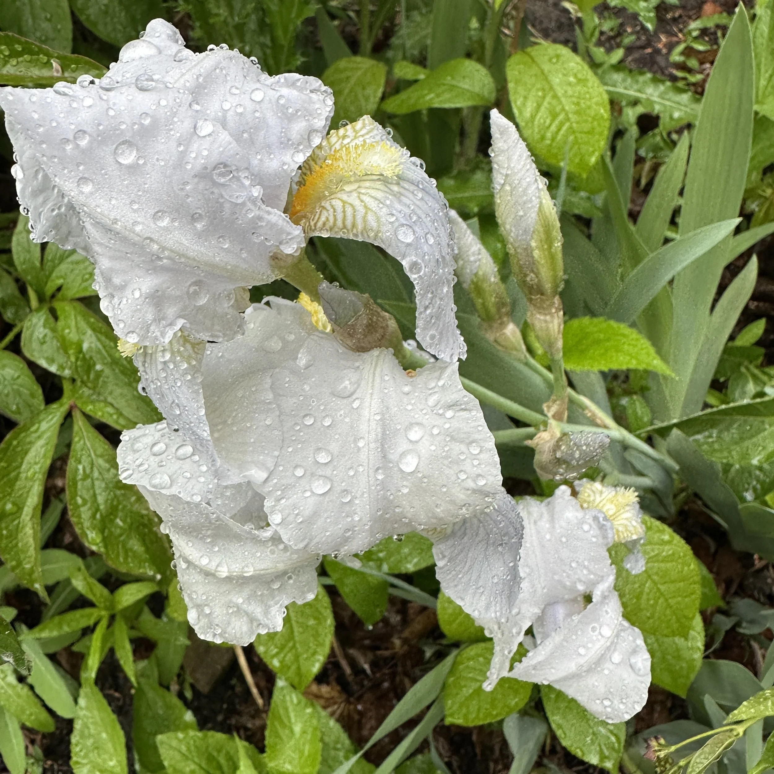 Kitten Vids; May 28 2025