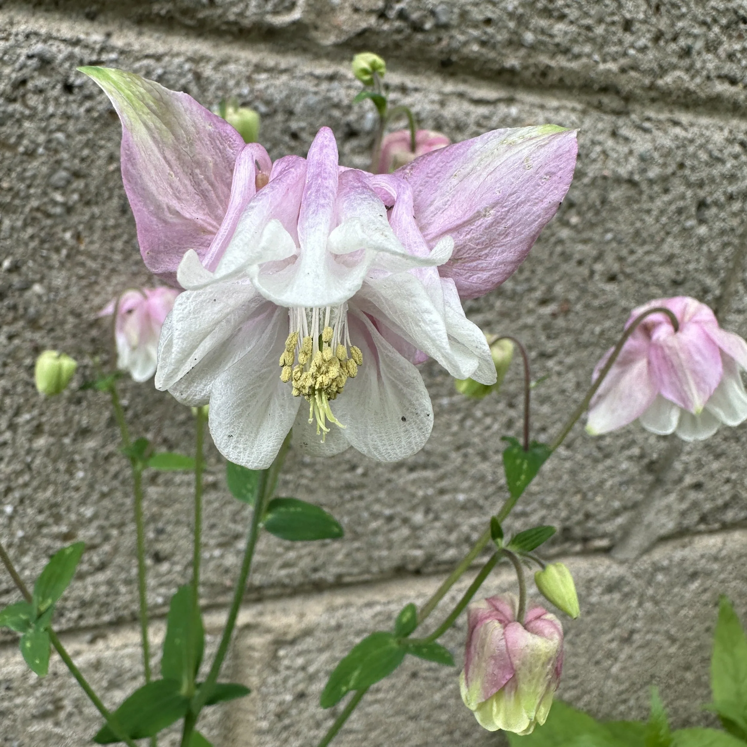 For Diana; June 18 2025