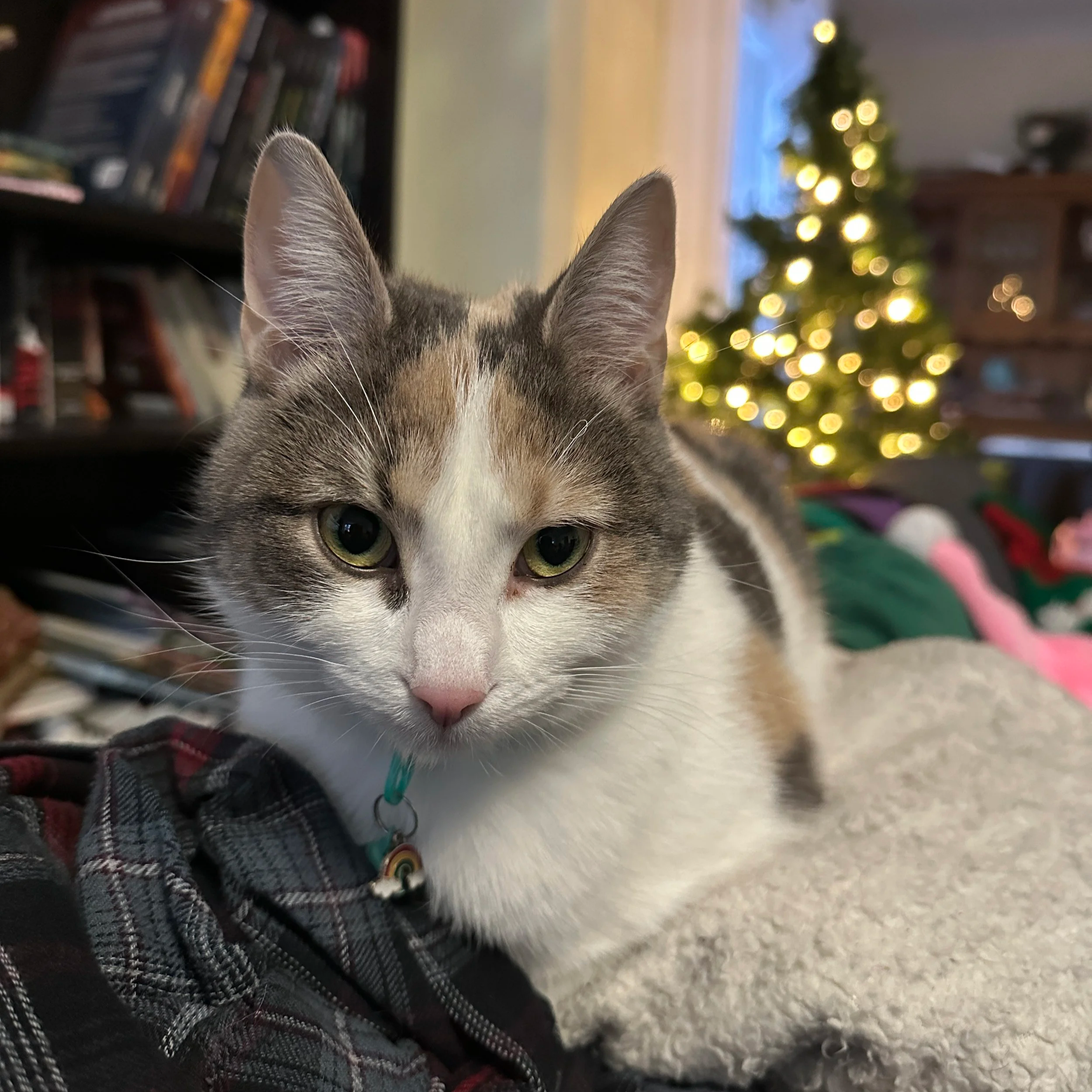 Title Unavailable; December 16 2025