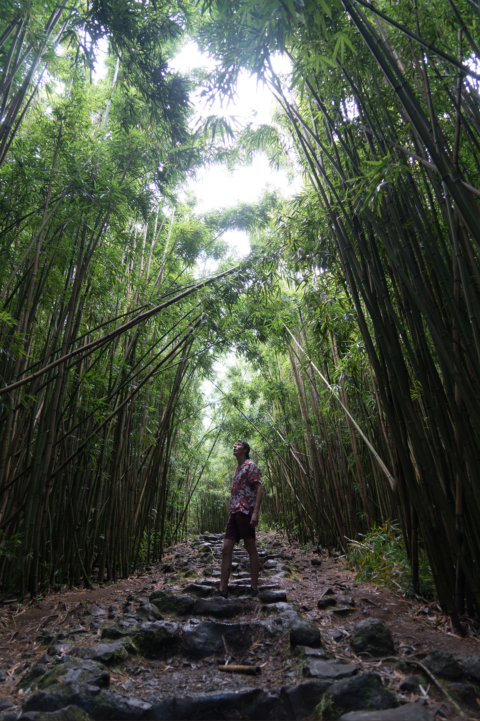 bamboo pre.jpg