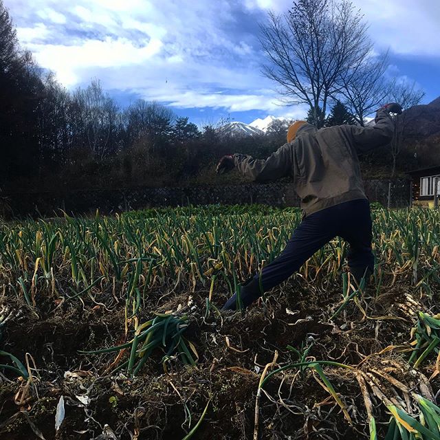 今日は鍋に薬味に大活躍の松本一本ネギの収穫。三代目も大活躍♪