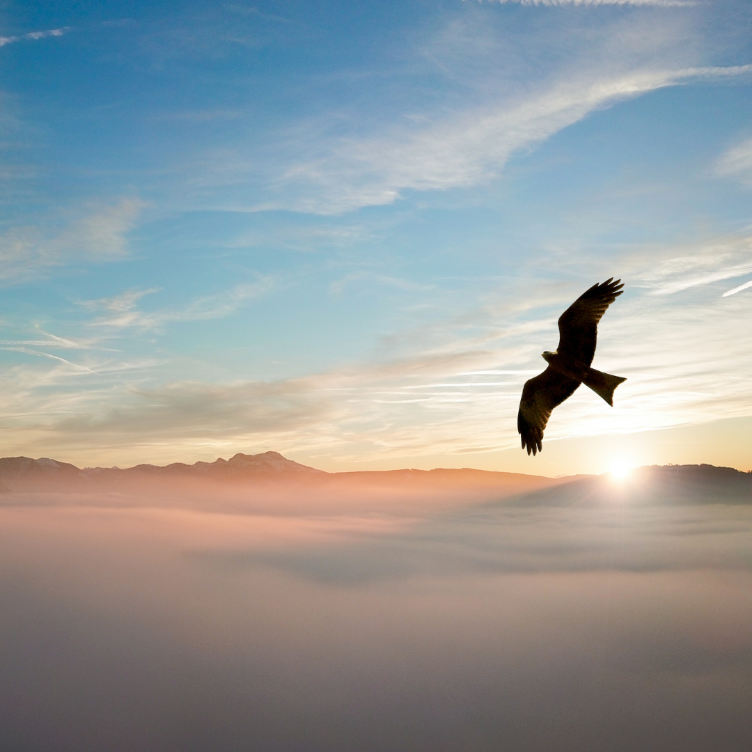 Day 1: Freedom | Freedom &amp; Flow 2025