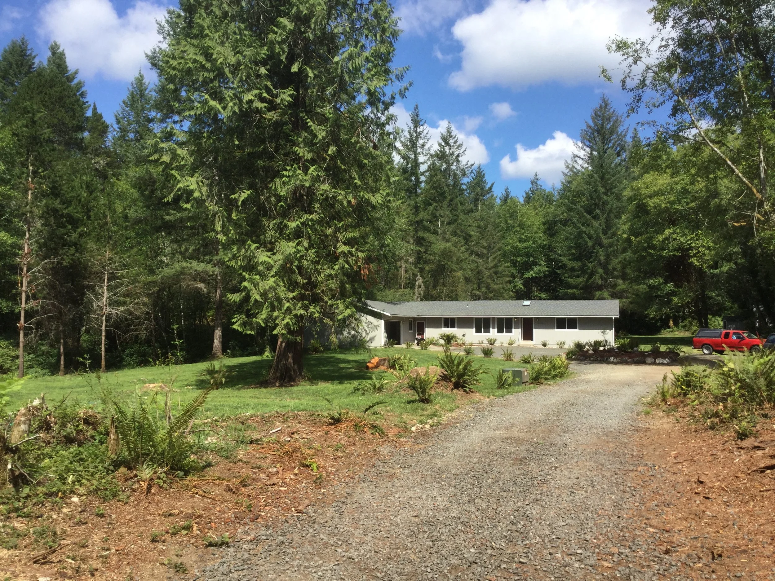 Restored home and front yard with mature cedar tree and lawn covered septic drain field to the left.