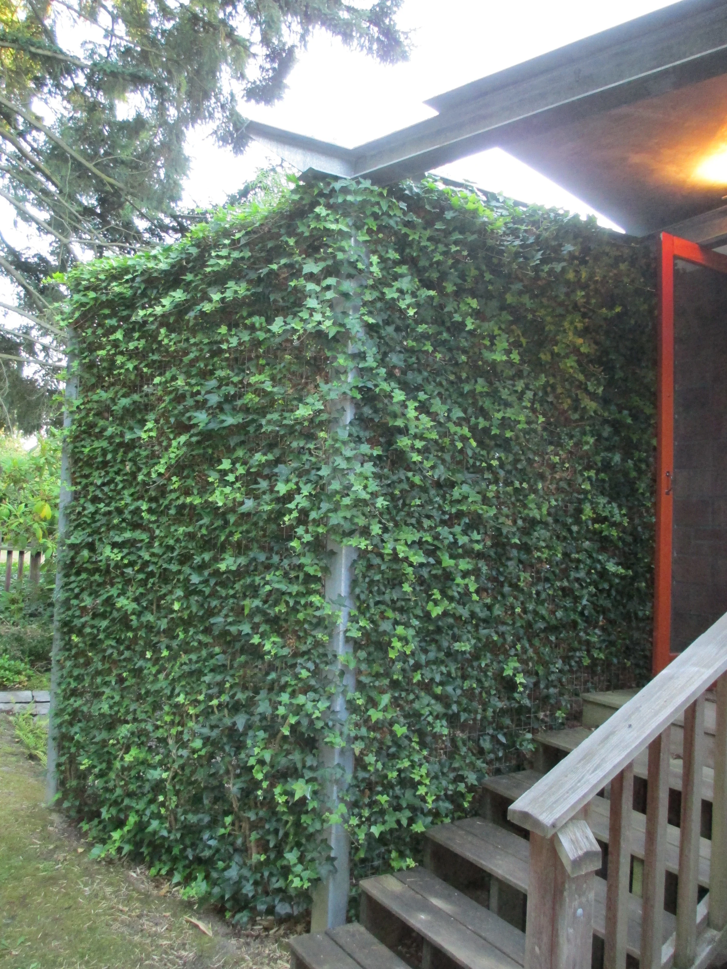 Galvanized steel structure with green screen panels with Hahn’s ivy planted to created privacy wall.