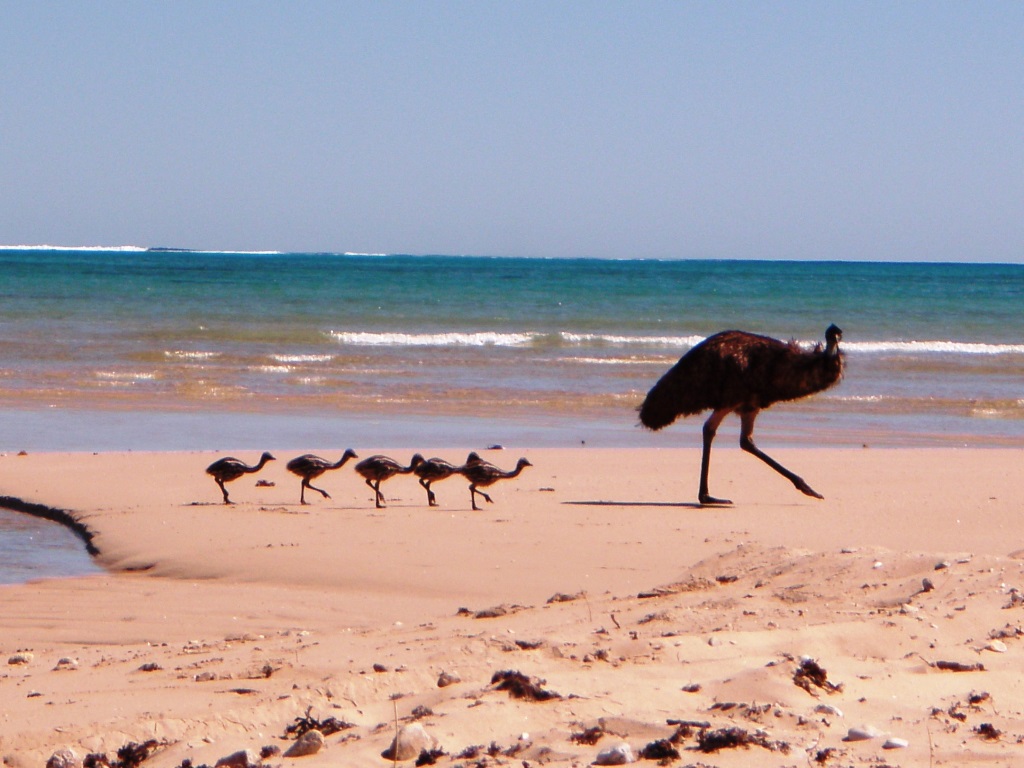 Emus on the beach - fauna surveys.JPG