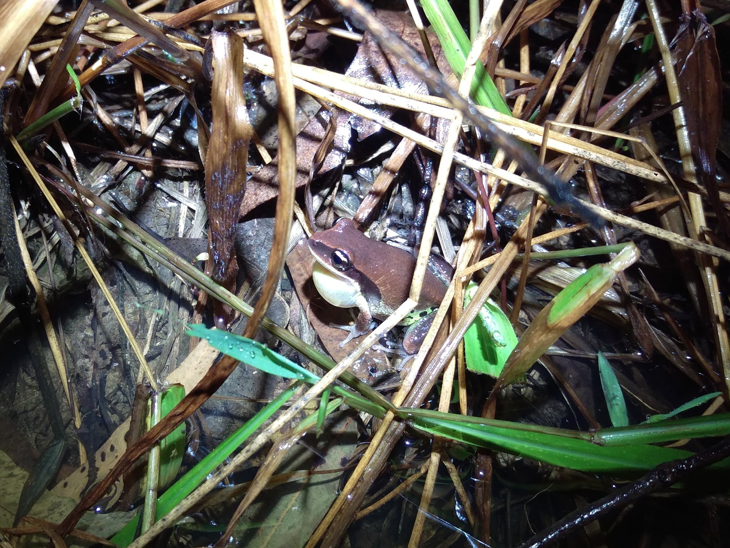 Green Thighed Frog - frog surveys.jpg