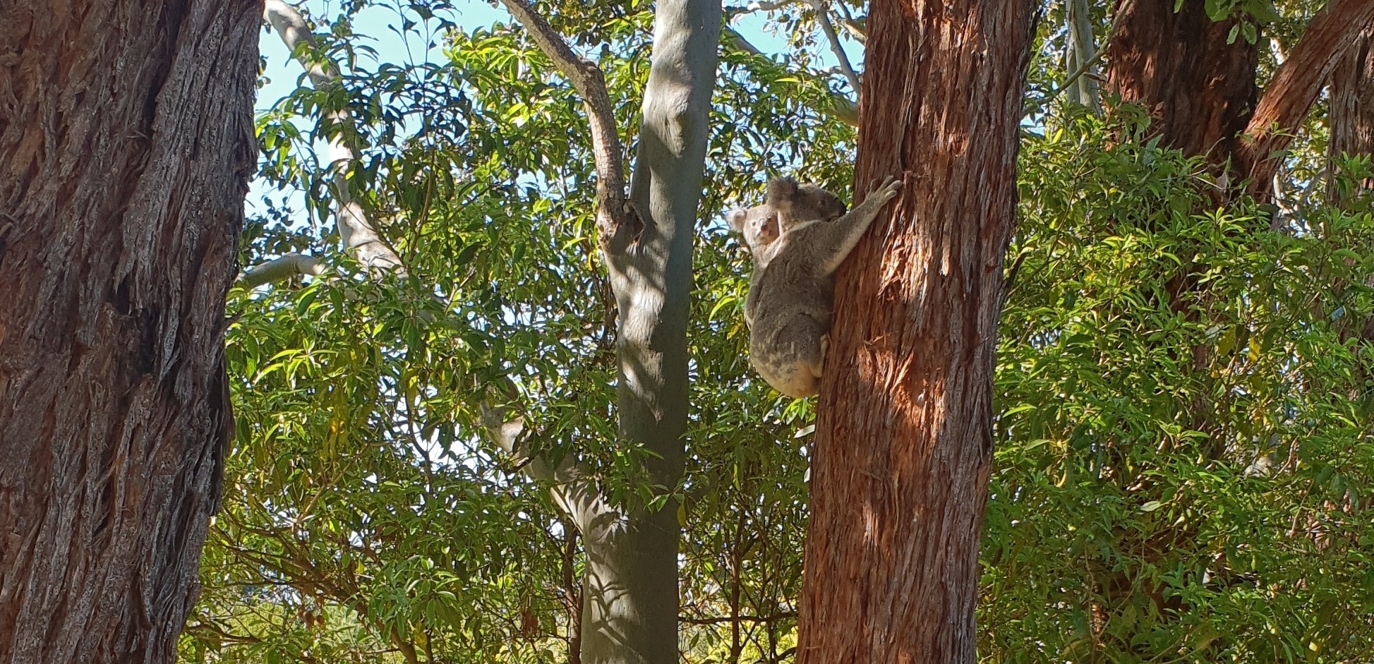 Koala with Cab.jpg