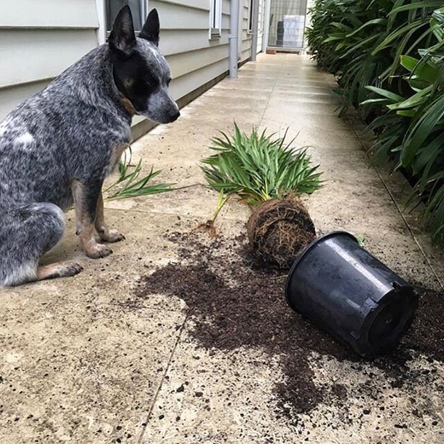 &ldquo;Did I do that? I dont think i did.&rdquo; GUILTY @sonnythebluey thought it would be a good idea to help the boss with some landscaping at home. #badpuppy #landscapingillawarra #landscapingnsw