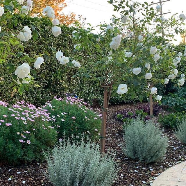 Wollongong project.
.
June is the best time to cut back Iceberg roses which we recently did at this garden we created at the end of last year .
They have a beautiful perfume which takes me back to being a first year apprentice at Sydney Royal Botanic