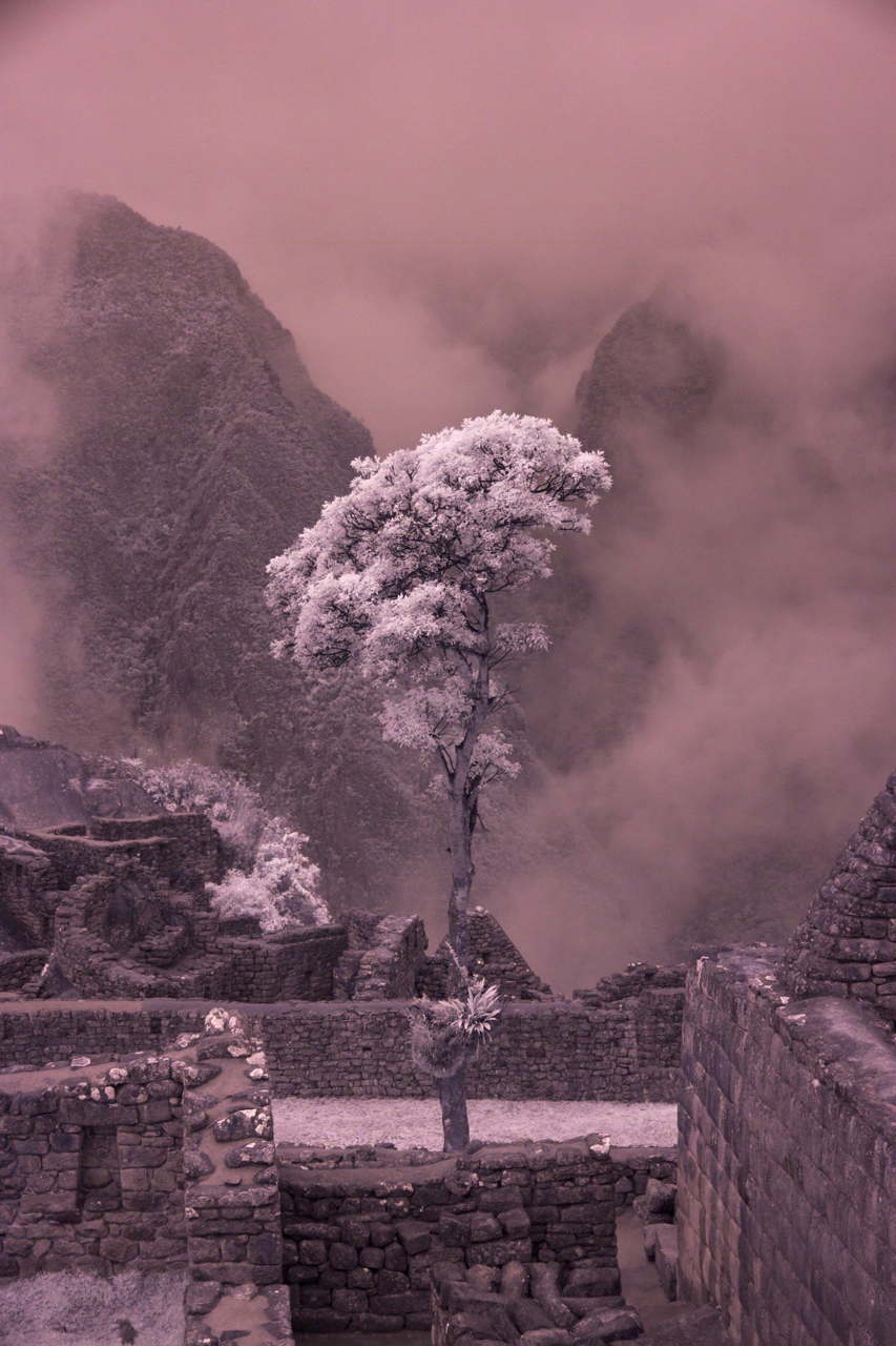 The Queen of Trees - Machu Picchu 