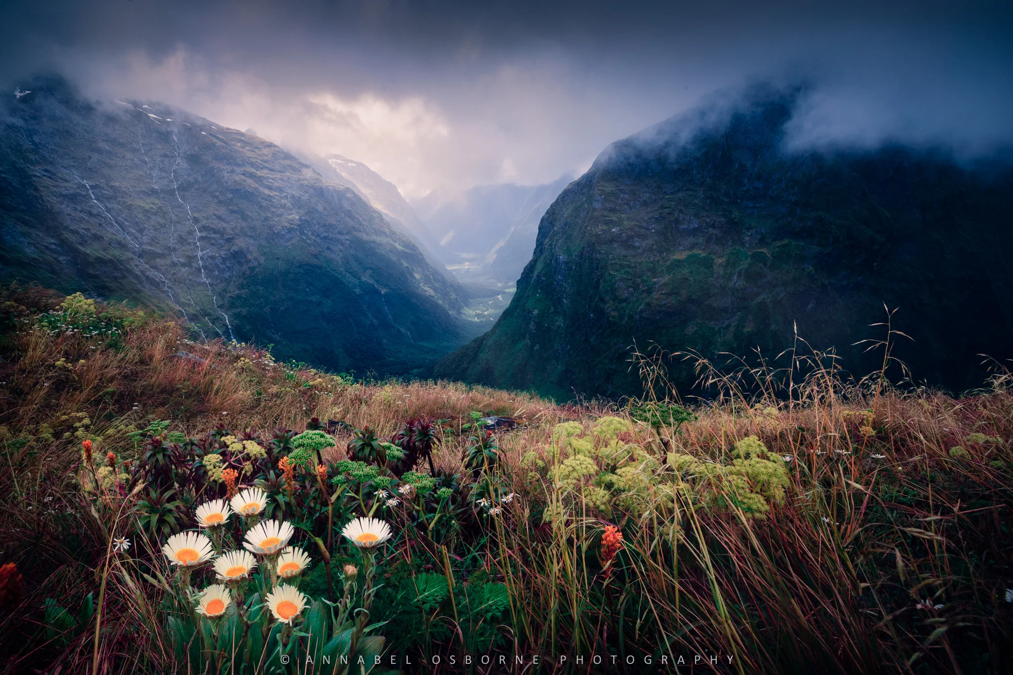 MacKinnon's pass Valley and daisies final MR tech-.jpg