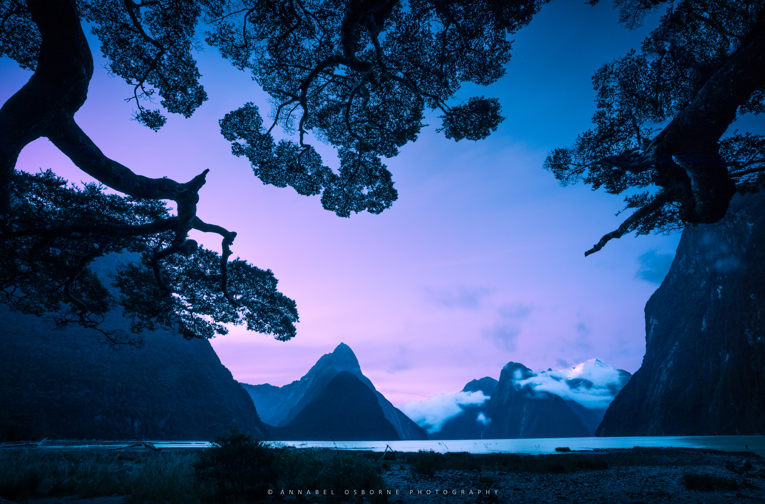FINAL FINAL - Milford Sound at twilight with tree frame-1.jpg