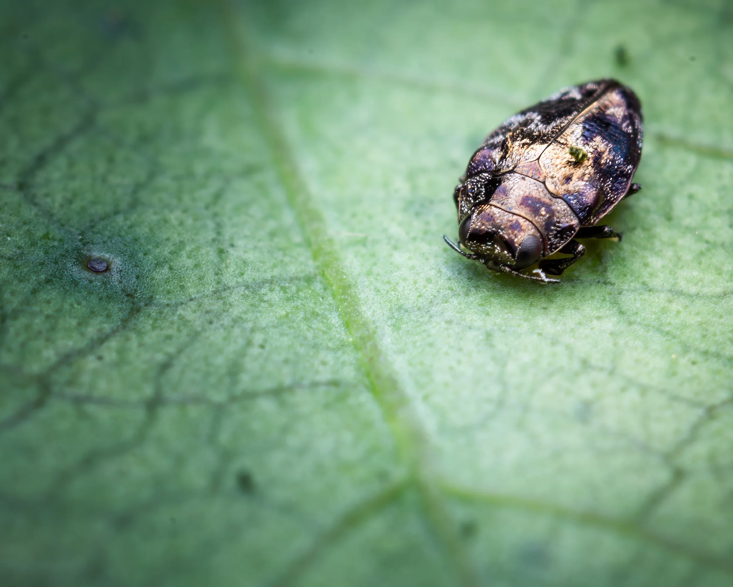 Hero Beetles Save Habitat - Hero Photos Sm Press Ready Jpegs - @annabel_osborne_photography 1 April 2026--7.jpg