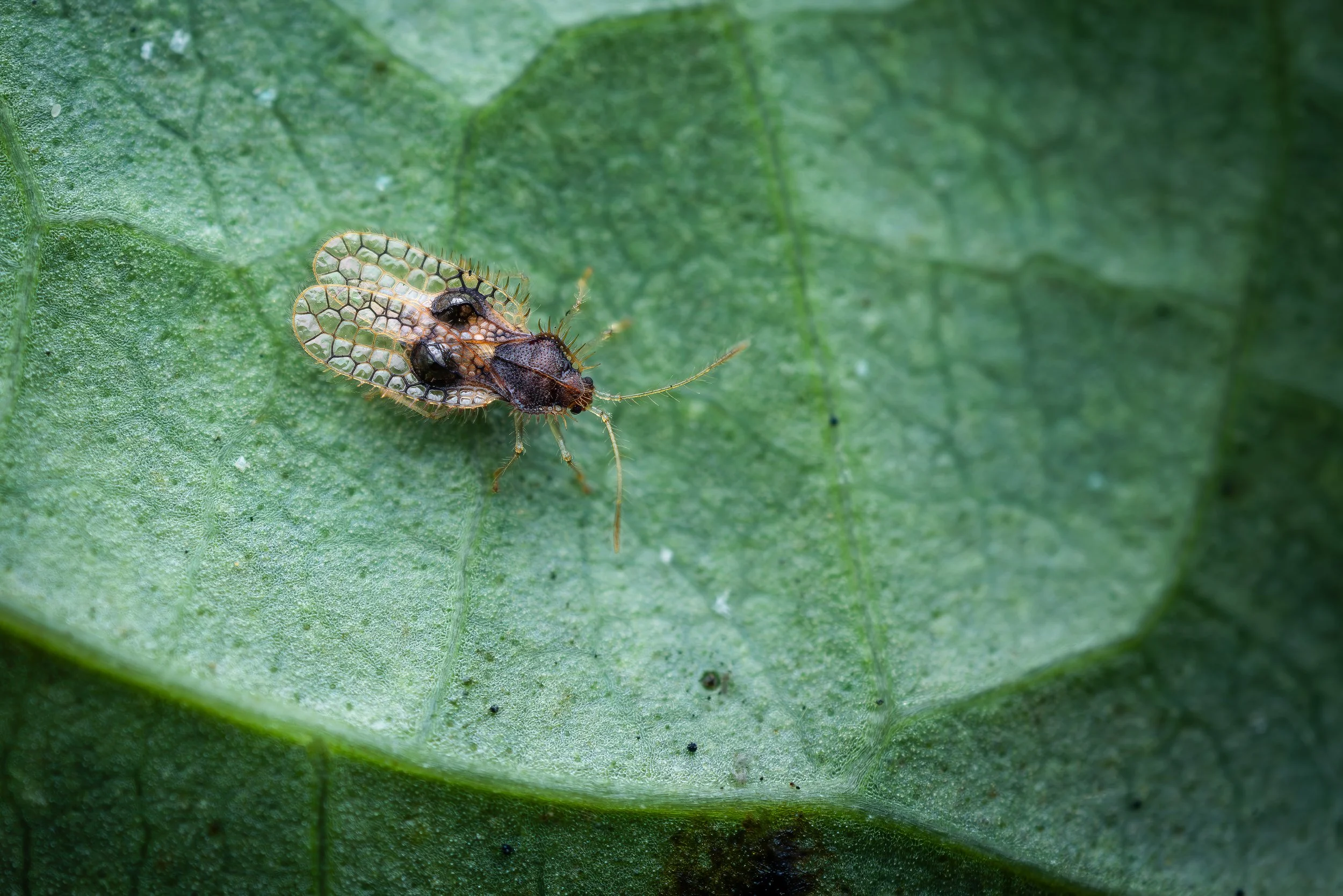 Hero Beetles Save Habitat - Hero Photos Sm Press Ready Jpegs - @annabel_osborne_photography 1 April 2026--9.jpg