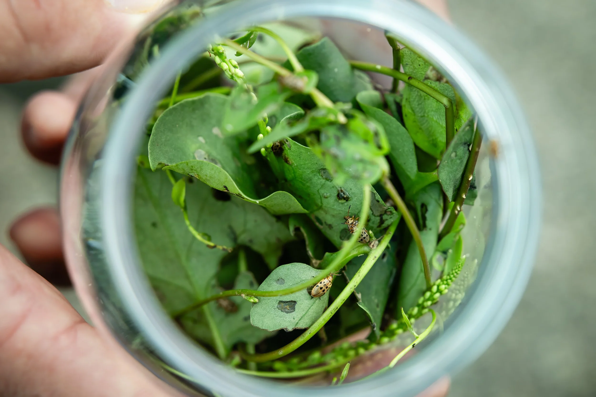 Hero Beetles Save Habitat - Hero Photos Sm Press Ready Jpegs - @annabel_osborne_photography 1 April 2026-.jpg