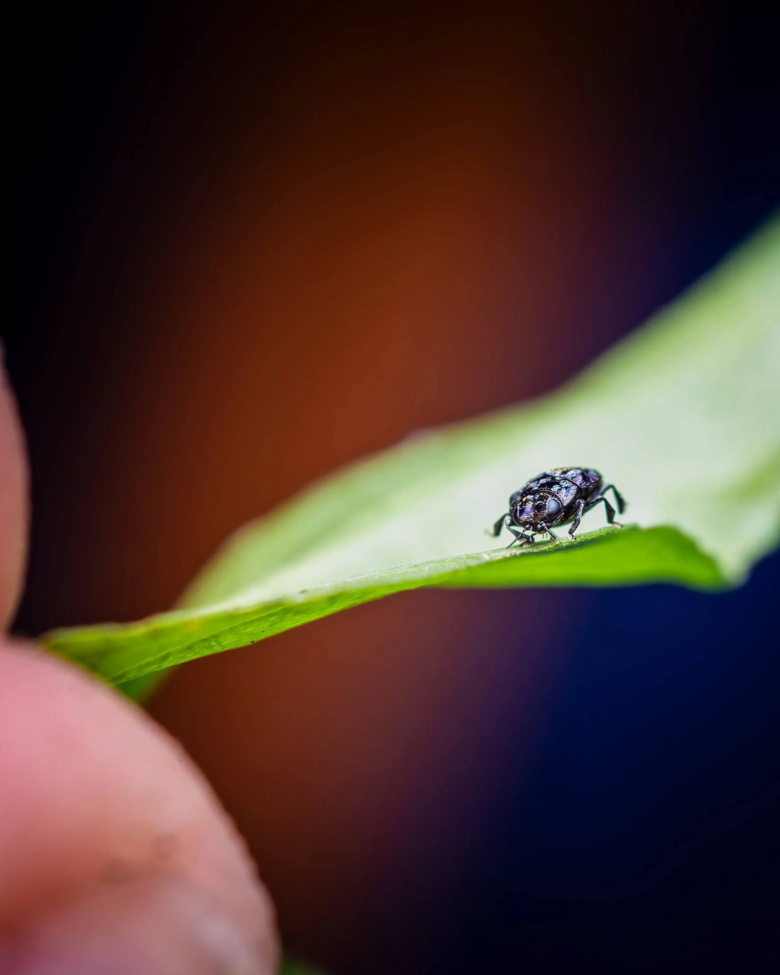 Hero Beetles Save Habitat - Add'l Selects - Sm Press Ready Jpegs - @annabel_osborne_photography 1 April 2026--2.jpg