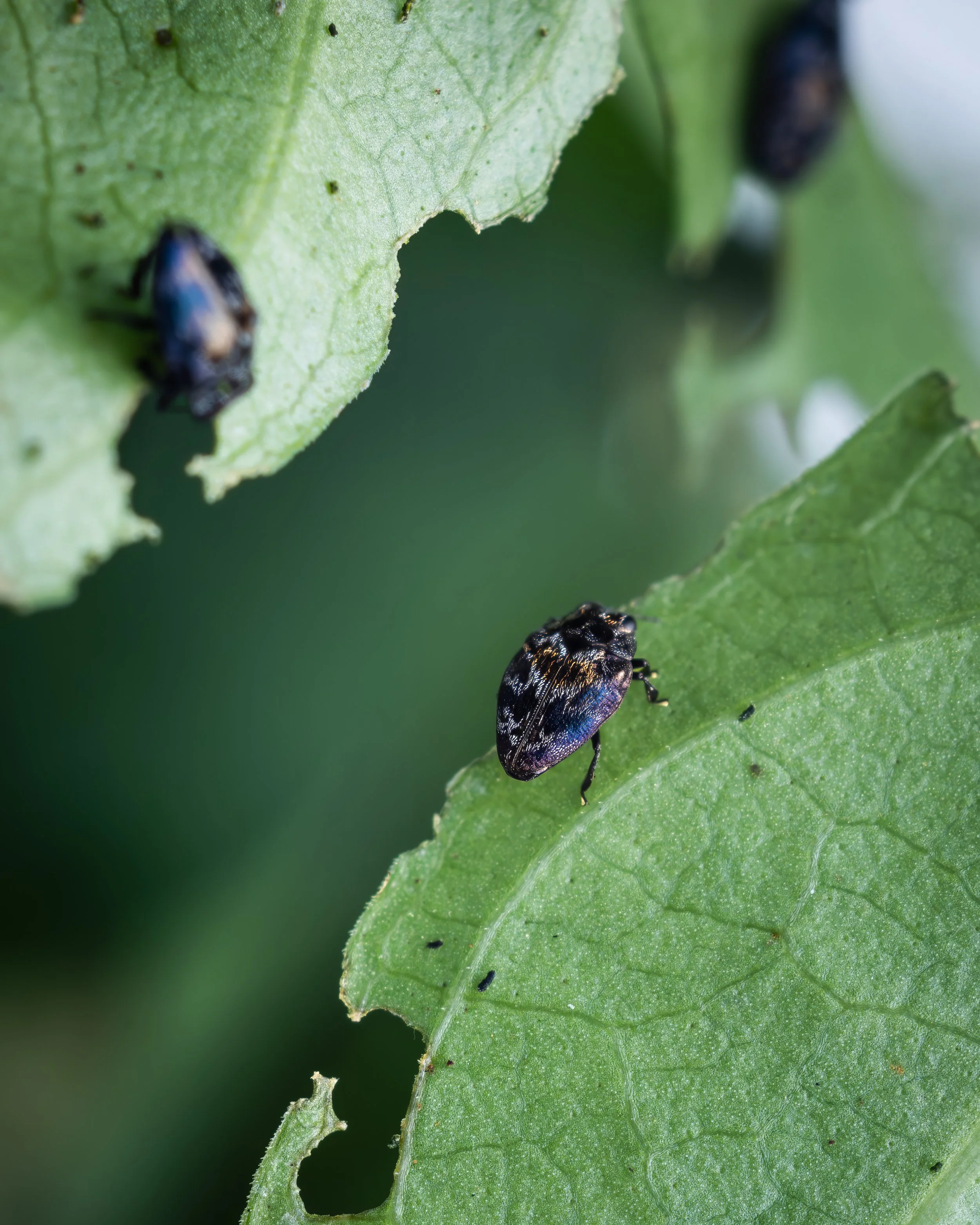Hero Beetles Save Habitat - Add'l Selects - Sm Press Ready Jpegs - @annabel_osborne_photography 1 April 2026-.jpg