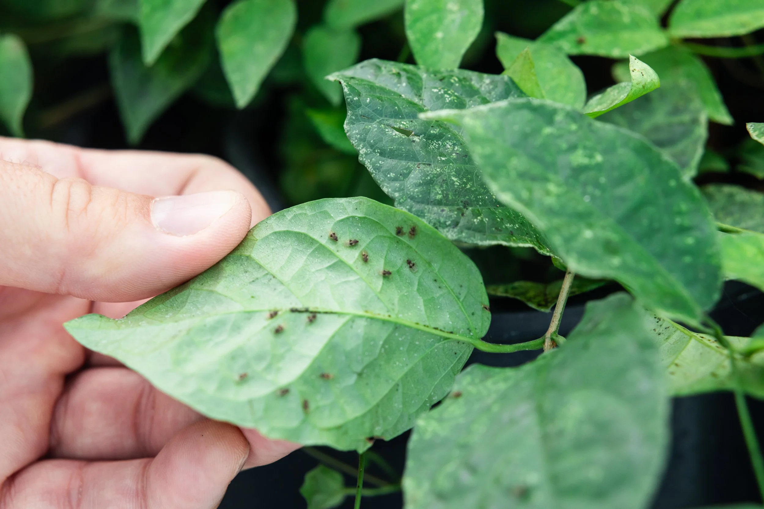 Hero Beetles Save Habitat - Add'l Selects - Sm Press Ready Jpegs - @annabel_osborne_photography 1 April 2026-8233.jpg