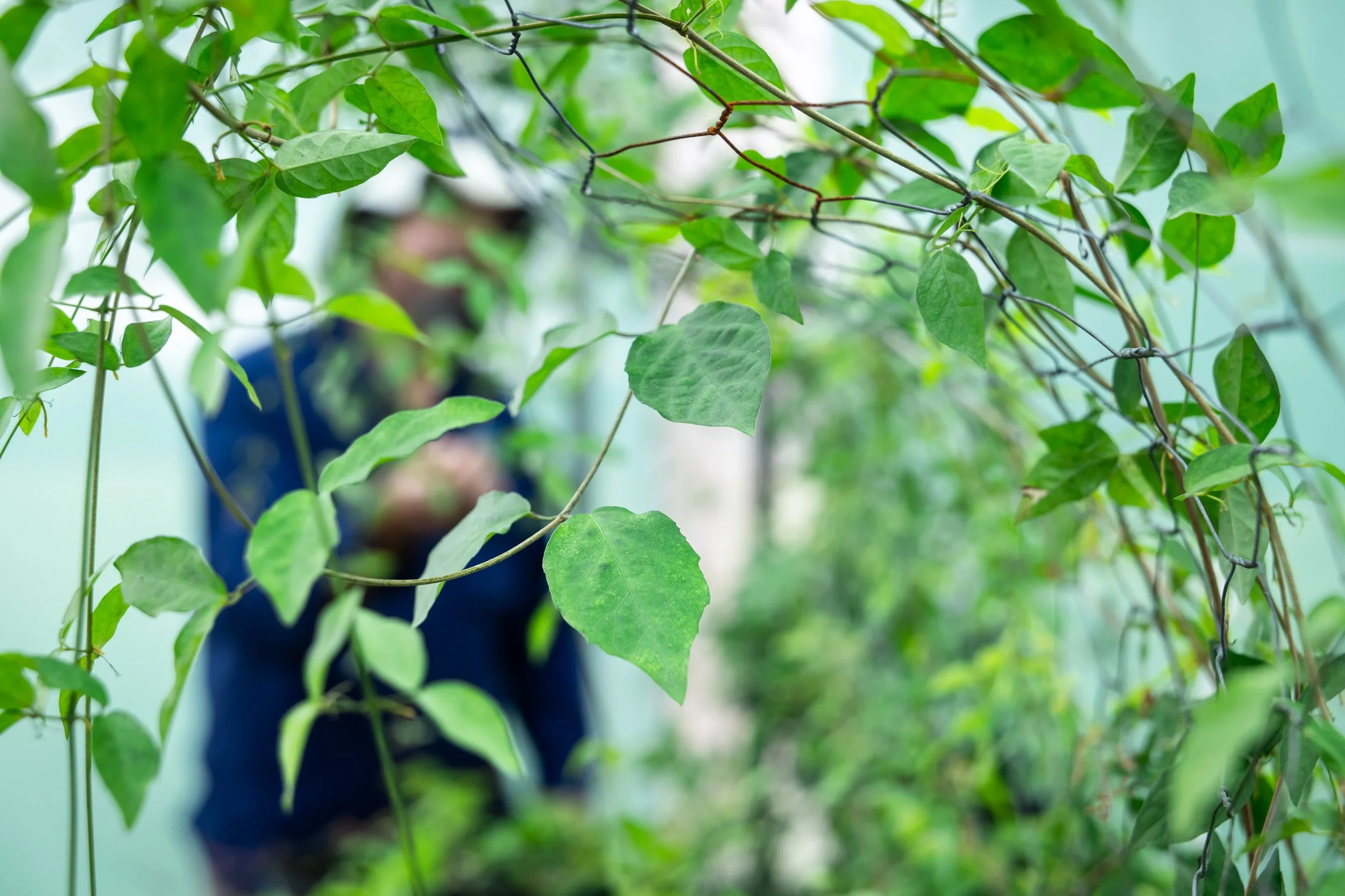 Hero Beetles Save Habitat - Add'l Selects - Sm Press Ready Jpegs - @annabel_osborne_photography 1 April 2026-8256.jpg