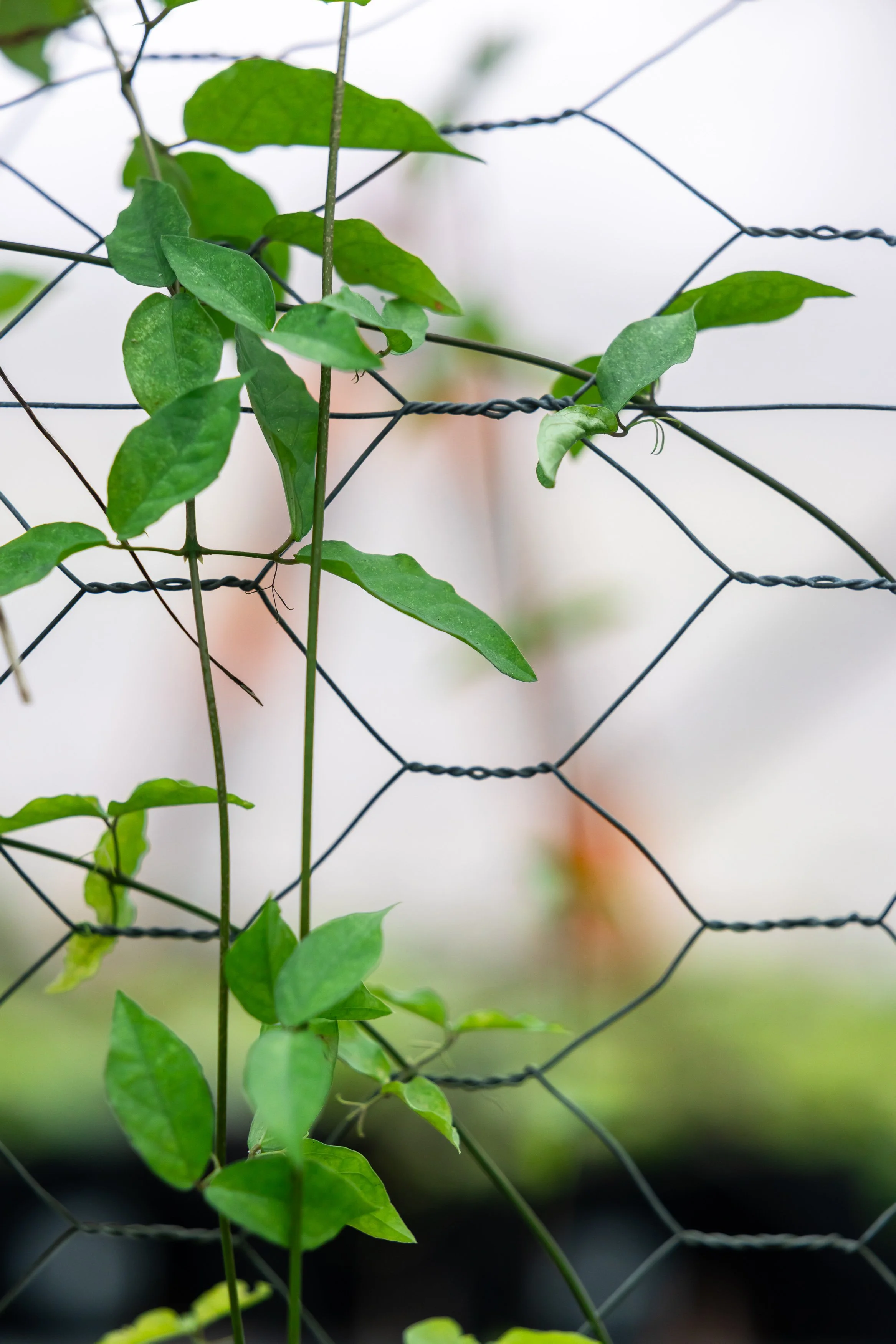 Hero Beetles Save Habitat - Add'l Selects - Sm Press Ready Jpegs - @annabel_osborne_photography 1 April 2026-8243.jpg