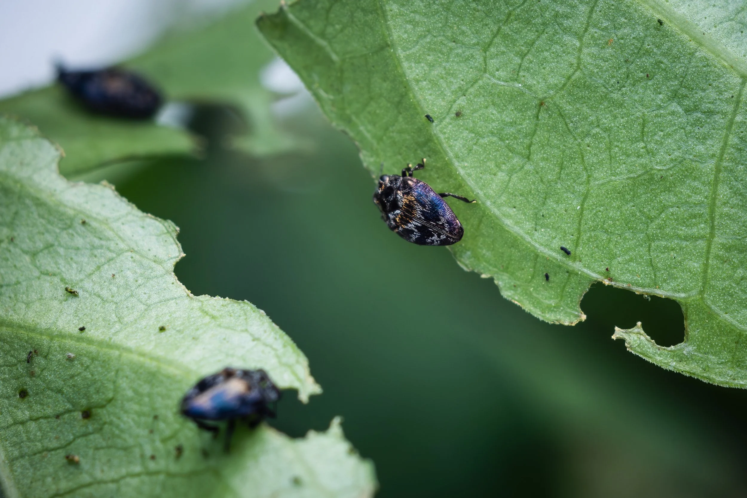 Hero Beetles Save Habitat - Add'l Selects - Sm Press Ready Jpegs - @annabel_osborne_photography 1 April 2026-8614.jpg